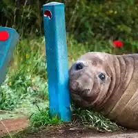 «Neil the Seal» ist in Australien ein Internet-Liebling. - Foto: Sam Volker/Sam Volker Photography/AP/dpa