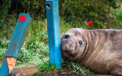 «Neil the Seal» ist in Australien ein Internet-Liebling. - Foto: Sam Volker/Sam Volker Photography/AP/dpa