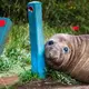 «Neil the Seal» ist in Australien ein Internet-Liebling. - Bild: Sam Volker/Sam Volker Photography/AP/dpa