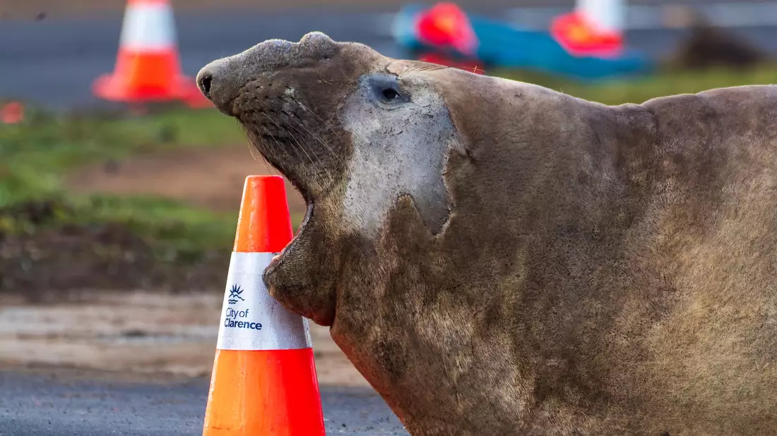 Der See-Elefant reibt sich in Tasmanien auch schon mal an Verkehrspollern. - Bild: Sam Volker/Sam Volker Photography/AP/dpa