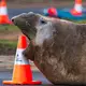 Der See-Elefant reibt sich in Tasmanien auch schon mal an Verkehrspollern. - Bild: Sam Volker/Sam Volker Photography/AP/dpa