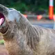 Videos mit Neil gehen immer wieder viral. - Bild: Sam Volker/Sam Volker Photography/AP/dpa
