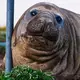 Jedes Jahr kommt der Meeressäuger mehrmals an Land - aber immer in Wohngegenden. - Bild: Sam Volker/Sam Volker Photography/AP/dpa