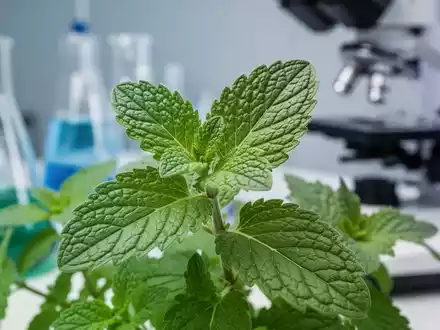 Nahaufnahme einer grünen Heilpflanze in einem Labor, mit unscharfen wissenschaftlichen Geräten im Hintergrund. - Foto: über boerse-global.de