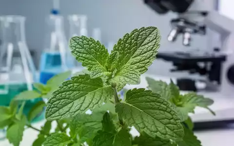Nahaufnahme einer grünen Heilpflanze in einem Labor, mit unscharfen wissenschaftlichen Geräten im Hintergrund. - Foto: über boerse-global.de