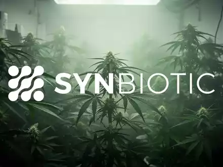 Abstrakte, atmosphärische Darstellung der Cannabisindustrie mit diffuser Beleuchtung, die Wachstum und die Erwartung regulatorischer Änderungen andeutet. - Foto: über boerse-global.de