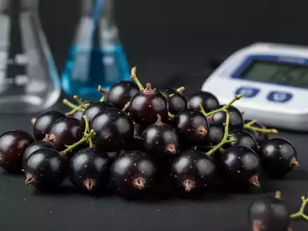 Nahaufnahme von frischen schwarzen Johannisbeeren auf dunklem Hintergrund, mit angedeuteter wissenschaftlicher Ausrüstung im unscharfen Hintergrund. - Foto: über boerse-global.de