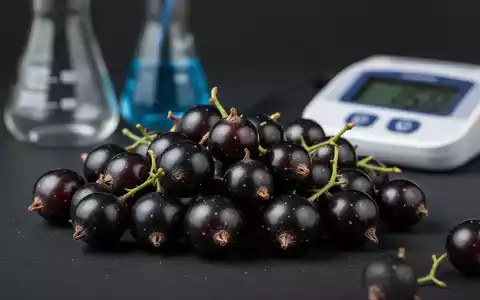 Nahaufnahme von frischen schwarzen Johannisbeeren auf dunklem Hintergrund, mit angedeuteter wissenschaftlicher Ausrüstung im unscharfen Hintergrund. - Foto: über boerse-global.de