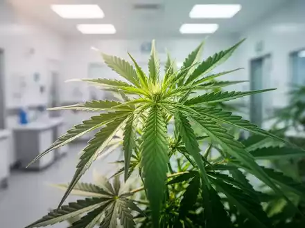 Nahaufnahme von Cannabisblättern mit einem verschwommenen Hintergrund einer medizinischen Einrichtung, die Wachstum und Heilung andeutet. - Foto: über boerse-global.de