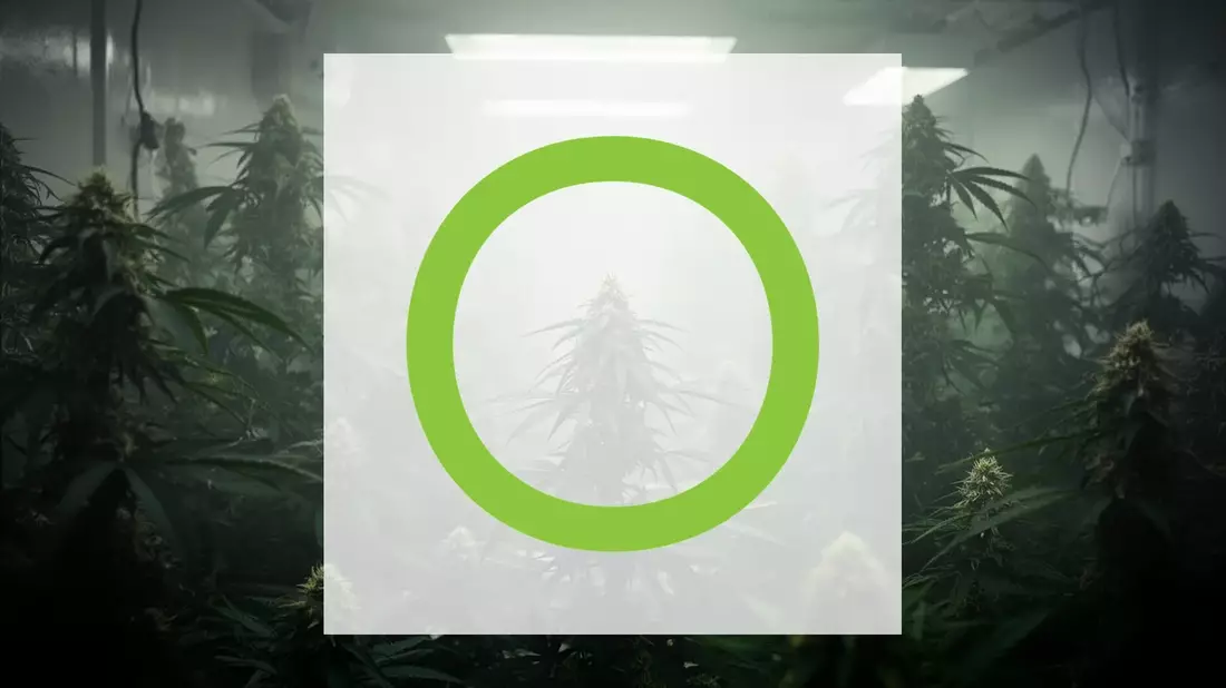 Cronos Group: Cannabis-Übernahme in den Niederlanden verzögert sich