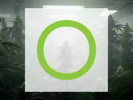 Eine abstrakte, atmosphärische Darstellung der Cannabisindustrie, die Verzögerung und Erwartung symbolisiert. - Foto: über boerse-global.de
