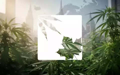 Eine abstrakte, atmosphärische Szene der Cannabisindustrie mit Fokus auf Wachstum und europäische Expansion. Grüne Cannabisblätter im Vordergrund, angedeutete europäische Architektur im Hintergrund. - Foto: über boerse-global.de