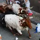 Wer während der Stierrennen in Pamplona stürzt, soll den Kopf mit den Armen vor den Hufen der Stiere schützen und sich möglichst schnell an den Straßenrand rollen. - Bild: Miguel Oses/AP/dpa