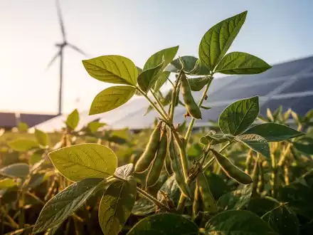 Eine Sojapflanze mit grünen Blättern und Schoten im Sonnenlicht, im Hintergrund verschwommen Windturbinen und Solarpaneele. - Foto: über boerse-global.de