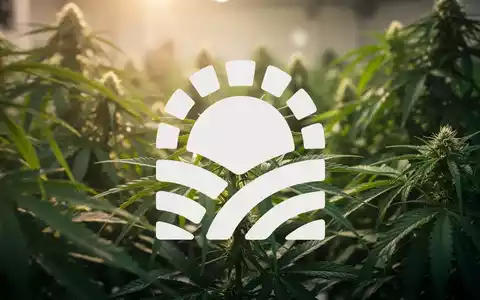 Üppiges, grünes Pflanzenlaub in weichem Fokus, das Wachstum und Potenzial in der Cannabisindustrie andeutet. - Foto: über boerse-global.de