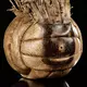 Der bekannteste Volleyball der Welt? Wilson aus dem Film «Cast Away». (Archivbild) - Bild: Prop Store/Propstore.Com/dpa