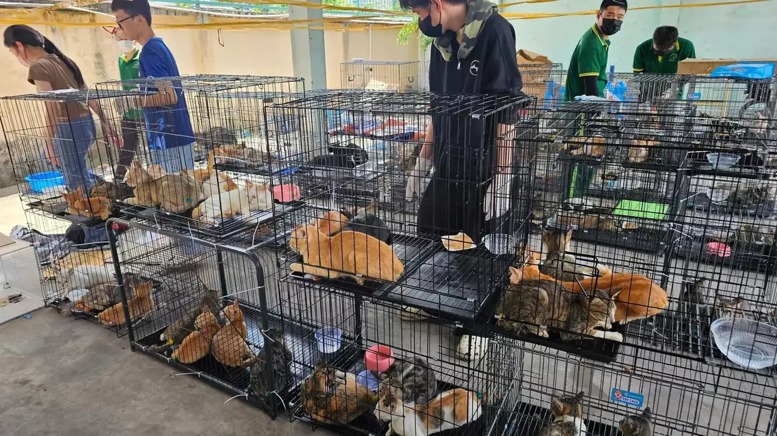 Die beschlagnahmten Katzen haben seelisch und körperlich viel durchgemacht.  - Bild: Phuong Tham / Humane World for Animals/dpa