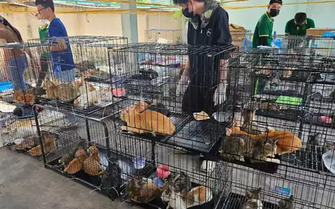 Die beschlagnahmten Katzen haben seelisch und körperlich viel durchgemacht.  - Foto: Phuong Tham / Humane World for Animals/dpa