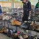 Die beschlagnahmten Katzen haben seelisch und körperlich viel durchgemacht.  - Bild: Phuong Tham / Humane World for Animals/dpa