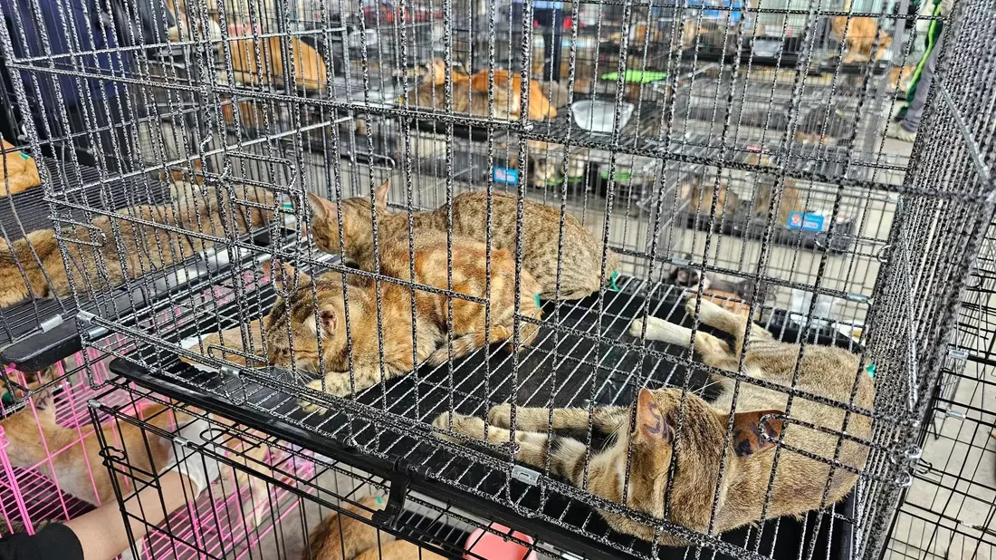 Der Schlag gegen den Katzenschmugglerring machte im Juni weltweit Schlagzeilen. - Bild: Phuong Tham / Humane World for Animals/dpa