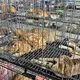Der Schlag gegen den Katzenschmugglerring machte im Juni weltweit Schlagzeilen. - Bild: Phuong Tham / Humane World for Animals/dpa