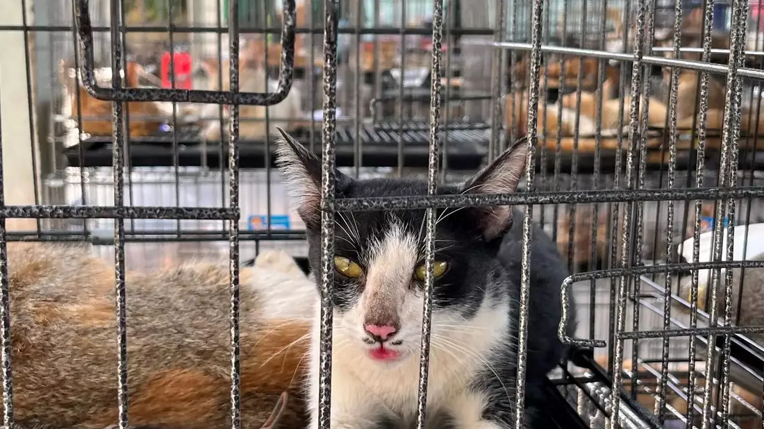 Vor allem junge Vietnamesen sehen Katzen heute als Haustiere - ein deutlicher Wandel in der Gesellschaft. - Bild: Phuong Tham / Humane World for Animals/dpa