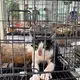 Vor allem junge Vietnamesen sehen Katzen heute als Haustiere - ein deutlicher Wandel in der Gesellschaft. - Bild: Phuong Tham / Humane World for Animals/dpa
