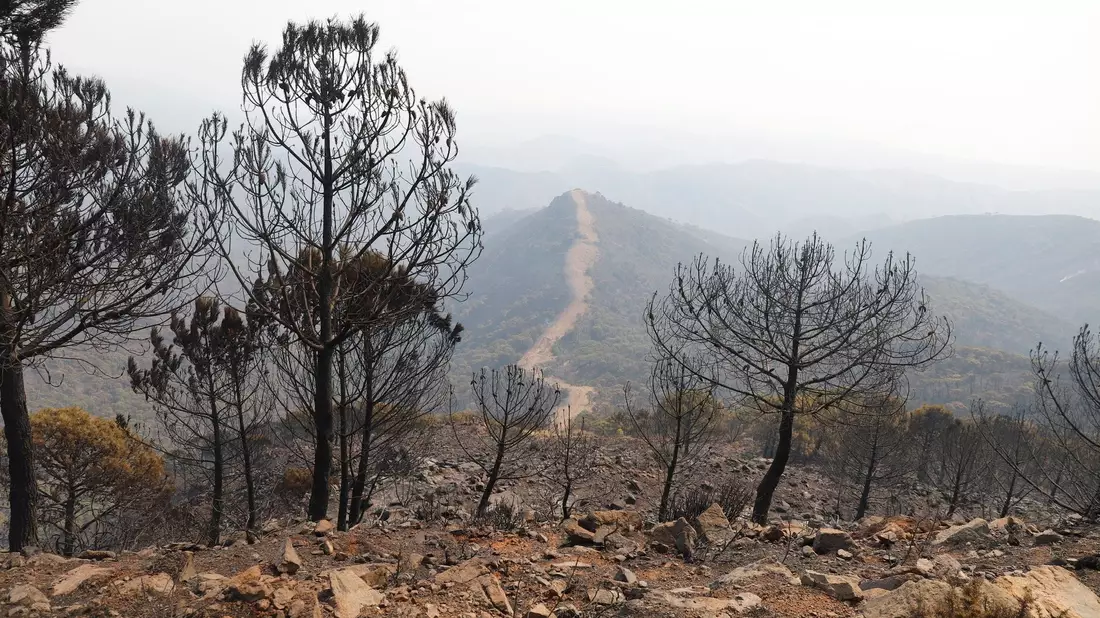 Ein Waldbrand nie gekannten Ausmaßes wütet derzeit in der Gemeinde Los Gallardos in der südspanischen Provinz Almería. (Archivbild). - Bild: Álex Zea/EUROPA PRESS/dpa