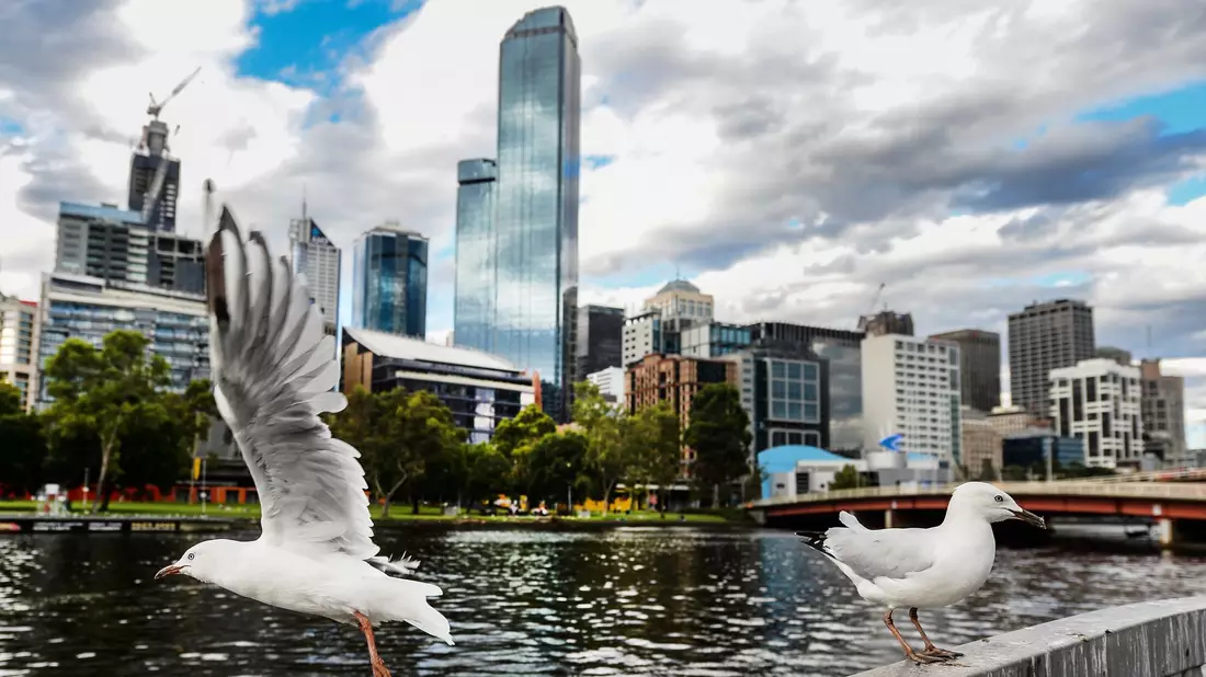 Seit mehreren Jahren grassiert die größte je dokumentierte Vogelgrippewelle. Nun fürchtet Australien um seine Tiere. (Archivbild) - Bild: picture alliance / Filip Singer/EPA/dpa