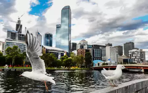 Seit mehreren Jahren grassiert die größte je dokumentierte Vogelgrippewelle. Nun fürchtet Australien um seine Tiere. (Archivbild) - Foto: picture alliance / Filip Singer/EPA/dpa