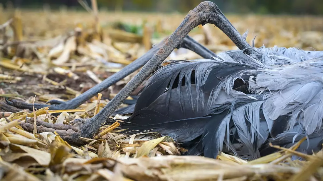 Auch in Deutschland sind viele Vögel betroffen, darunter zahlreiche Kraniche. (Archivbild) - Bild: Heiko Rebsch/dpa