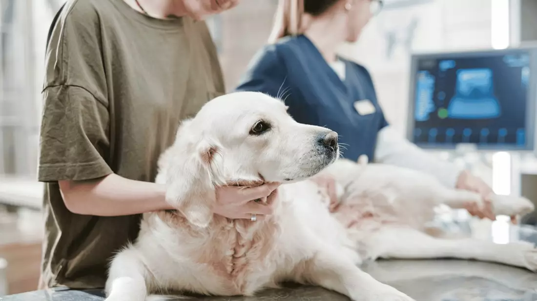 Die Wahrheit über Tierkrankenversicherungen: Warum die bekanntesten Versicherer bei Trustpilot durchfallen - und wer 2026 wirklich vorn liegt - Bild: presseportal.de