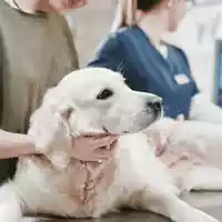 Die Wahrheit über Tierkrankenversicherungen: Warum die bekanntesten Versicherer bei Trustpilot durchfallen - und wer 2026 wirklich vorn liegt - Foto: presseportal.de