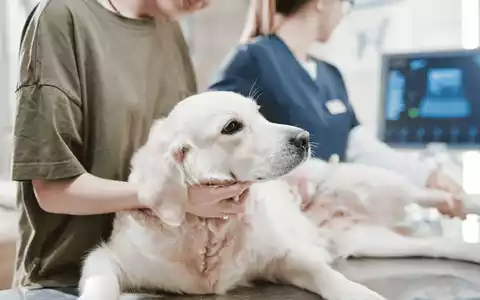 Die Wahrheit über Tierkrankenversicherungen: Warum die bekanntesten Versicherer bei Trustpilot durchfallen - und wer 2026 wirklich vorn liegt - Foto: presseportal.de