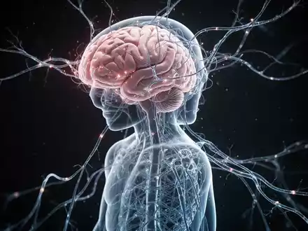 Ein stilisiertes menschliches Gehirn, das in neuronale Pfade übergeht, die eine durchscheinende menschliche Figur umhüllen. - Foto: über boerse-global.de