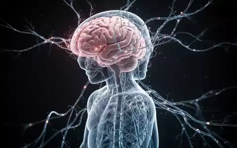 Ein stilisiertes menschliches Gehirn, das in neuronale Pfade übergeht, die eine durchscheinende menschliche Figur umhüllen. - Foto: über boerse-global.de