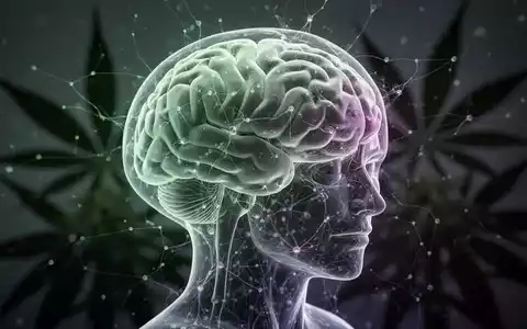 Ein stilisiertes, leuchtendes Gehirnmodell mit Neuronen und verschwommenen Cannabisblättern im Hintergrund, das die Auswirkungen auf das Gehirn symbolisiert. - Foto: über boerse-global.de