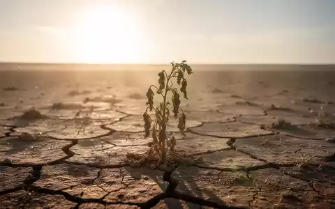 Eine ausgetrocknete, rissige Erde unter einer sengenden Sonne mit einer welken Pflanze im Vordergrund, die die Dürre symbolisiert. - Foto: über boerse-global.de