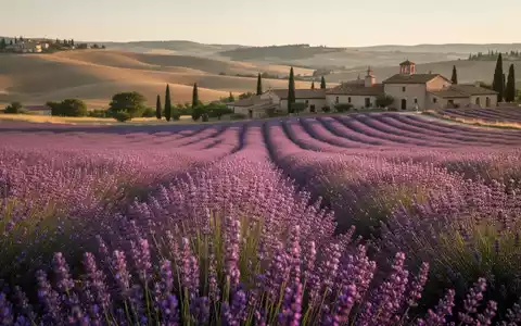 Ein weitläufiges, sonnenverwöhntes Lavendelfeld in voller Blüte mit sanften Hügeln und traditioneller Architektur im Hintergrund. - Foto: über boerse-global.de