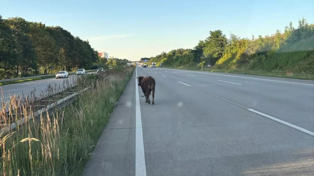 POL-RZ: Jungbulle auf Abwegen sorgt für stundenlangen Stau auf der A1 - Bild: presseportal.de