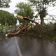Ein Feuerwehrmann befreit bei Ludwigslust-Parchim eine Straße nach einem Gewitter von einem herabgefallenen Ast. - Bild: Ralf Drefin/SWM DV Studio/dpa