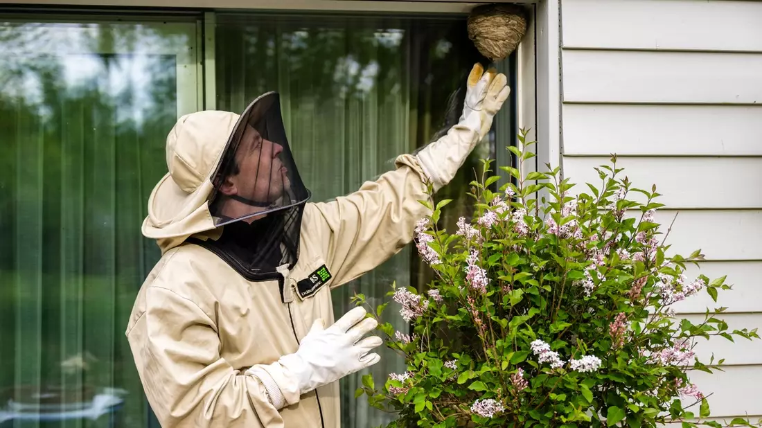 ADAC Zuhause Versicherung: Wespennester nie in Eigenregie entfernen - Bild: presseportal.de