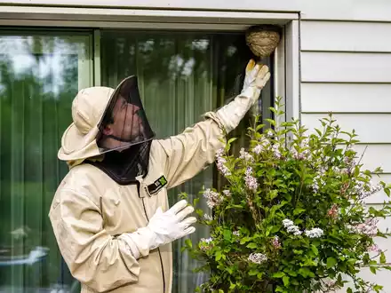 ADAC Zuhause Versicherung: Wespennester nie in Eigenregie entfernen - Foto: presseportal.de