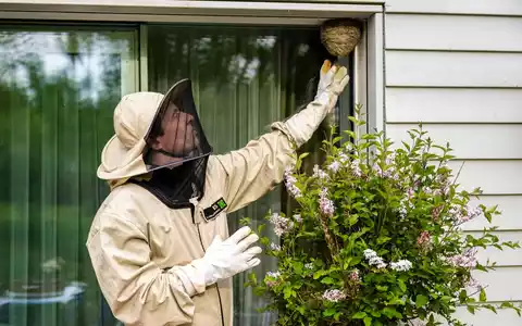 ADAC Zuhause Versicherung: Wespennester nie in Eigenregie entfernen - Foto: presseportal.de