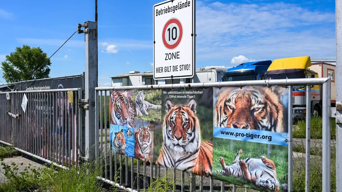 Der von dem Tiger angegriffene Pfleger ist gestorben. (Archivbild) - Bild: Heiko Rebsch/dpa