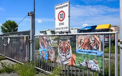 Der von dem Tiger angegriffene Pfleger ist gestorben. (Archivbild) - Foto: Heiko Rebsch/dpa