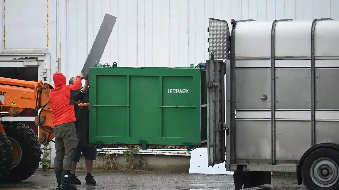 Sechs Tiger aus der privaten Anlage bei Leipzig wurden inzwischen nach Spanien gebracht. (Archivbild) - Bild: Heiko Rebsch/dpa