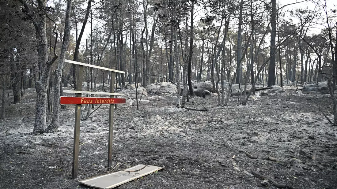 Über 2.000 Hektar Flüche wurden durch den Brand im Wald von Fontainebleau bereits zerstört. - Bild: Emma Da Silva/AP/dpa
