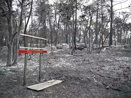 Über 2.000 Hektar Flüche wurden durch den Brand im Wald von Fontainebleau bereits zerstört. - Foto: Emma Da Silva/AP/dpa
