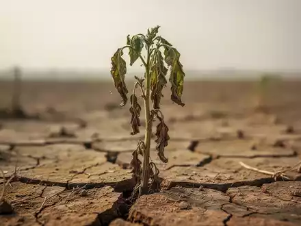 Eine einzelne, welkende Pflanze in trockener, rissiger Erde, symbolisiert Dürre und Wassermangel. - Foto: über boerse-global.de